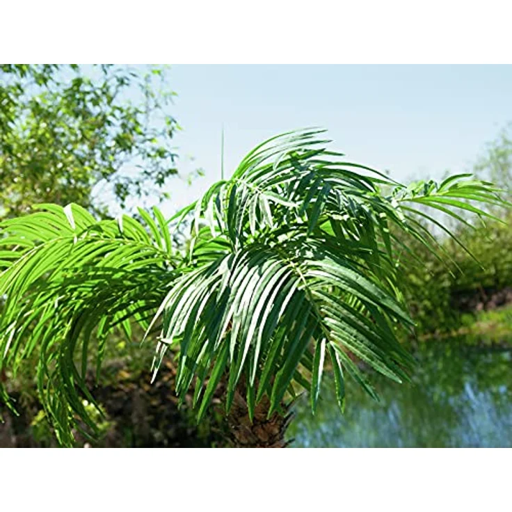 Europalms Phönixpalme luxor, Kunstpflanze, 150 cm, grün – Bild 4