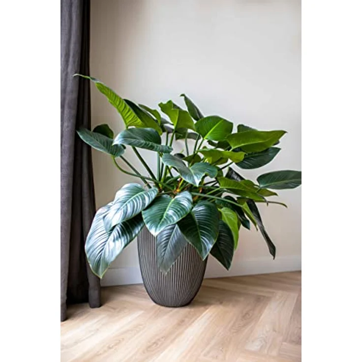 Capi Europe - Pflanzgefäß elegant niedrig Groove NL - Gold - Ø 34 x H 46 - BlumenBlumentopf - ÜberBlumentopf - Blumenkübel - Pflanzenkübel - Für drinnen und draußen - Wetterfest - KGVGB782 – Bild 5