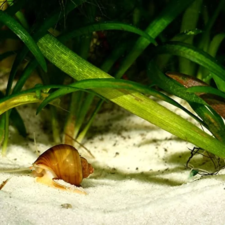 JBL Sansibar Aquarienbodengrund White, 10 Kg feiner Aquariensand für grabende Fische und Pflanzen – Bild 4