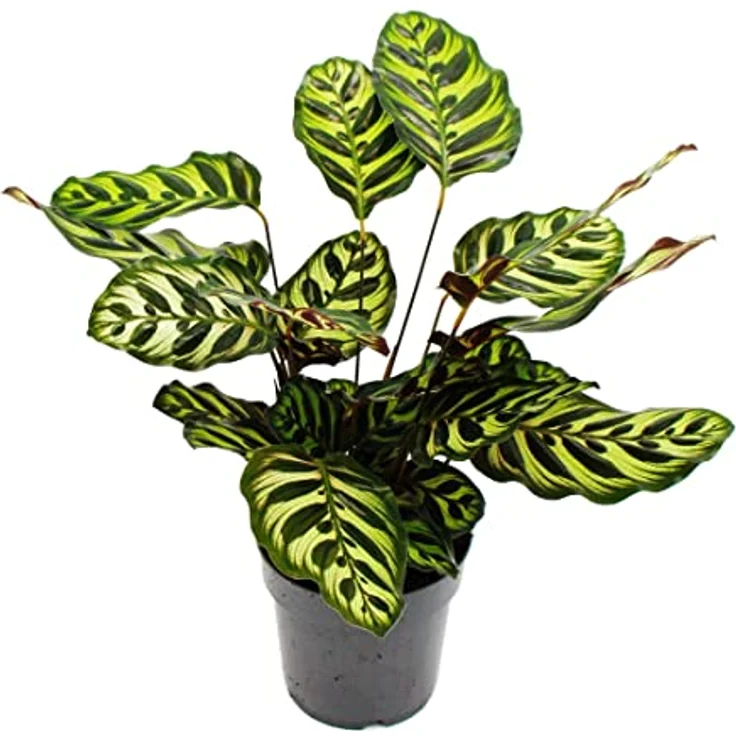 Exotenherz Calathea Makoyana, Schattenpflanze mit besonderem Blattmuster, 14cm Topf, ca. 35-40cm hoch – Bild 1
