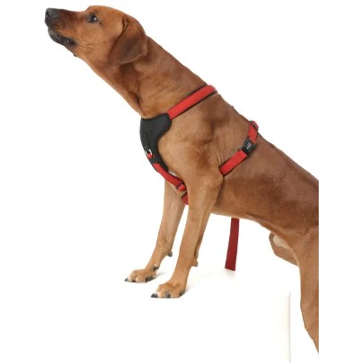 WOLTERS - Geschirr Professional Comfort - 45-50cm x 25mm - schwarz/braun – Bild 3
