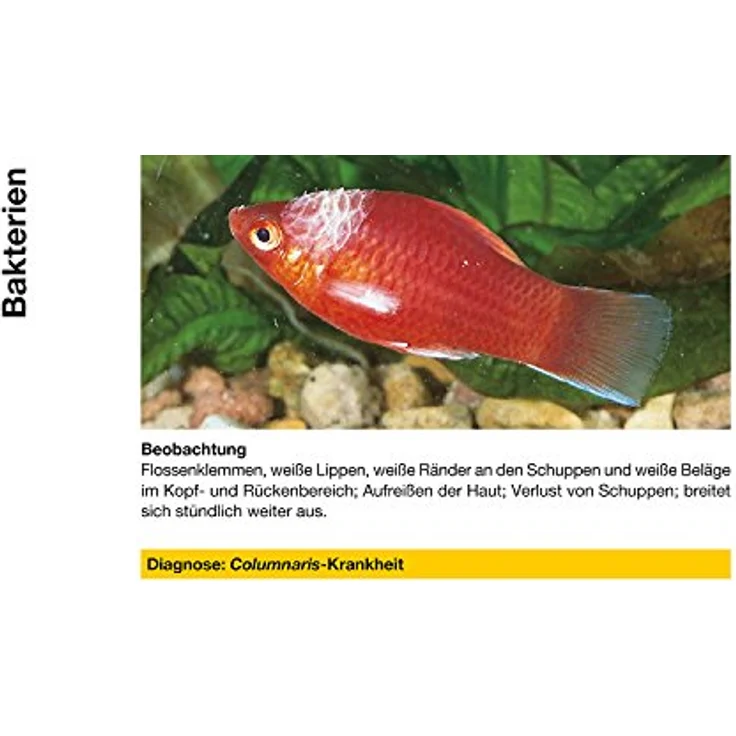 sera baktopur 50 ml - Arzneimittel für Fische gegen bakterielle Infektionen (z. B. Maul- und Flossenfäule), Medizin fürs Aquarium – Bild 2