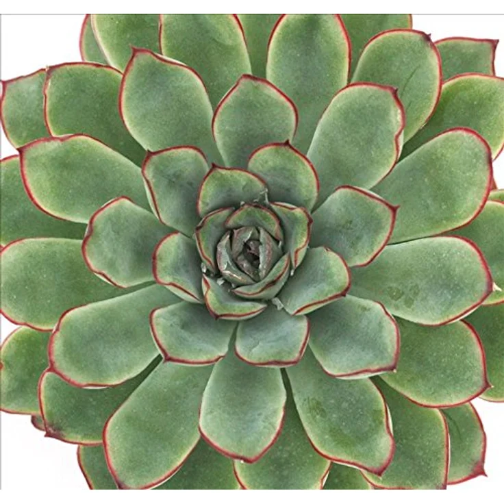 Exotenherz Echeveria Pulidonis, große Pflanze im 12cm Topf, ca. 15-20cm hoch, pflegeleicht, ideal für helle Standorte – Bild 3