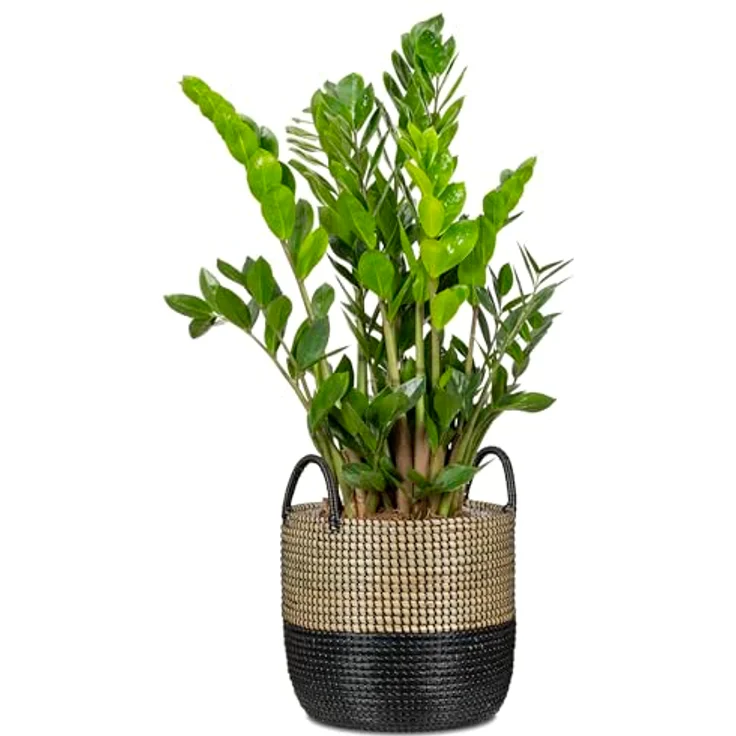 Scheurich Seegras 39, Korbgefäß/Korb-Pflanzgefäß/Korbtopf, 39 cm Durchmesser, 34 cm hoch, Nature Black – Bild 2
