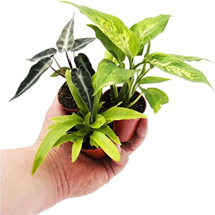Exotenherz Alocasia Pfeilblatt Minipflanze, 5,5cm Topfgröße, ideal für kleine Schalen und Gläser, ca. 10-12cm hoch – Bild 2