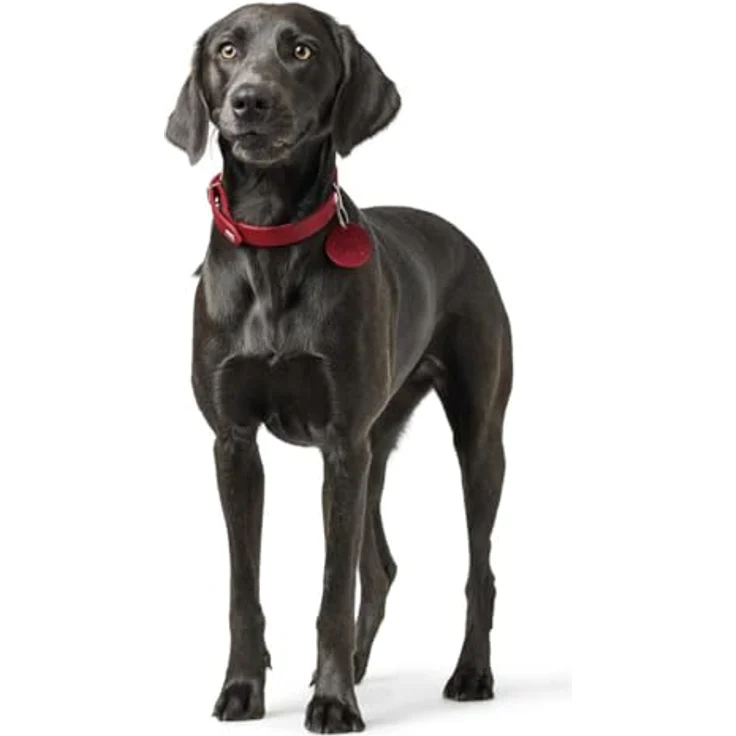 Wolters Geschirr Soft & Safe No Escape, Größe M 40-50 cm, Farbe Cayenne, Hundegeschirr von Wolters Cat & Dog – Bild 4