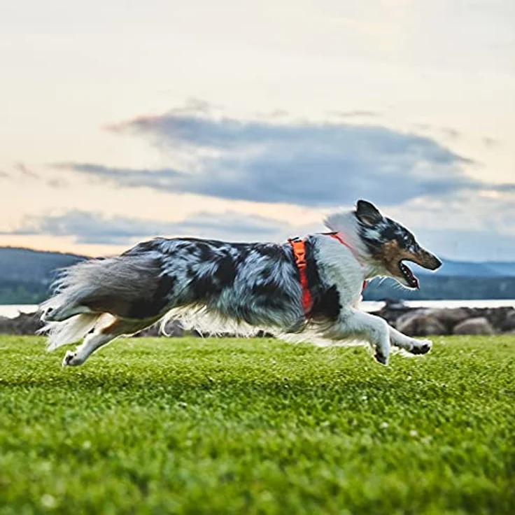 Non-Stop Dogwear Line Harness 5.0, Ergonomisches Hundegeschirr mit Y-förmigem Halsausschnitt, 3M Reflektoren und verstellbarer Passform, Blau – Bild 8