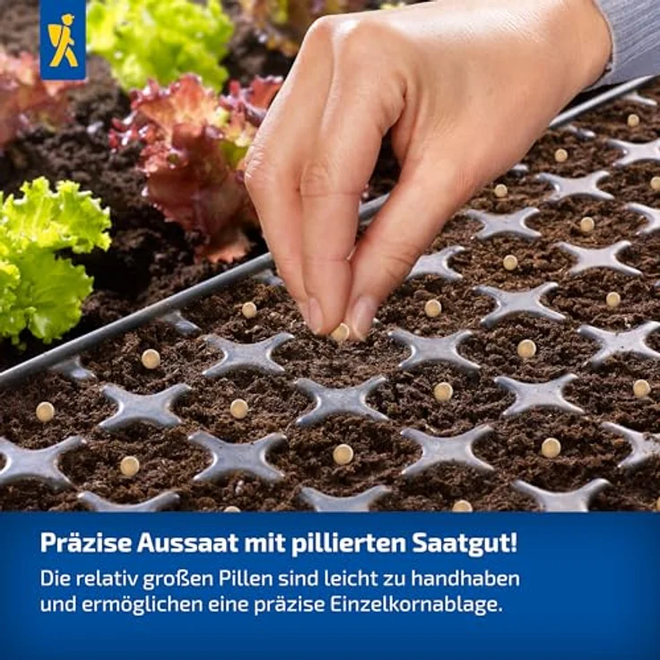 Kiepenkerl Profi-Line Obstsamen Erdbeere Alexandria, Fragaria vesca, 50 Stück für 25 Pflanzen, Erntezeit Mai – Bild 3