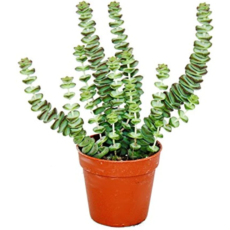 Exotenherz Crassula Hottentot Felsen-Dickblatt, Sukkulente im 8,5cm Topf, ca. 8-12cm hoch, ideale Zimmerpflanze für hellen Standort – Bild 1