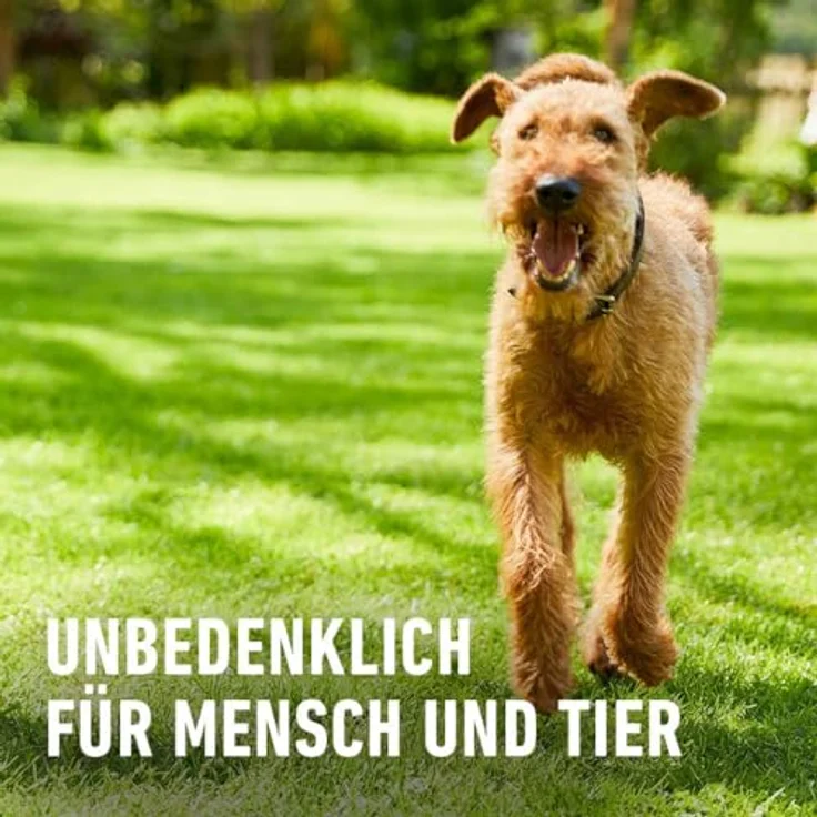 COMPO Rasen-Langzeitdünger, 3 Monate Langzeitwirkung, Rasendünger, Feingranulat, 15 kg – Bild 5
