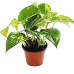 Exotenherz Efeutute Scindapsus Epipremnum 2er Set, Zimmerpflanzen im 12cm Topf, Gesamthöhe ca. 14-18cm