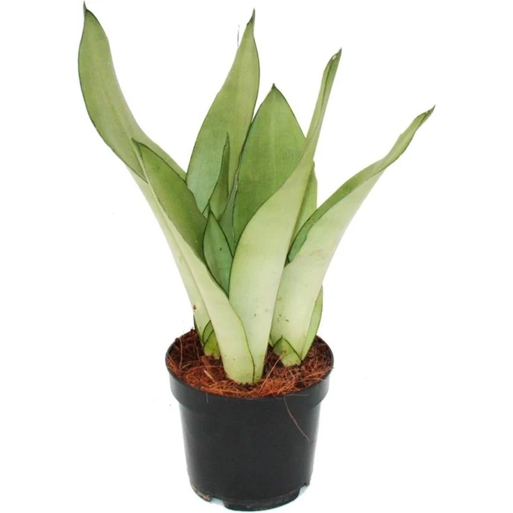 Exotenherz Sansevieria Trifasciata Moonshine, robuste Sukkulente mit silbernen Blättern, 12 cm Topf, ca. 30-35 cm hoch – Bild 1