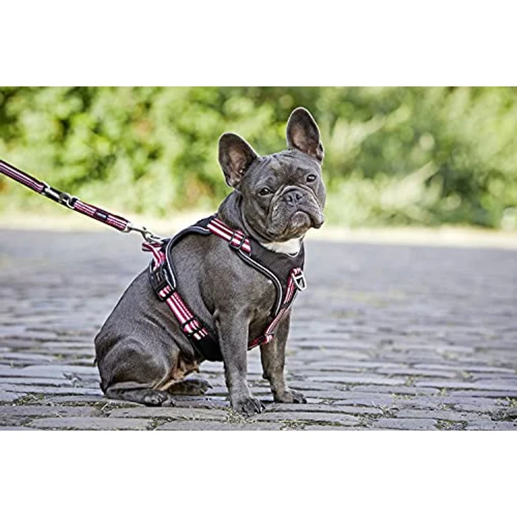 Wolters Active Pro Geschirr Gr. 6, 70-85 cm x 2,5 cm, champagner/silber, gut gepolstert mit reflektierenden Nähten, Halsband + Leine – Bild 6