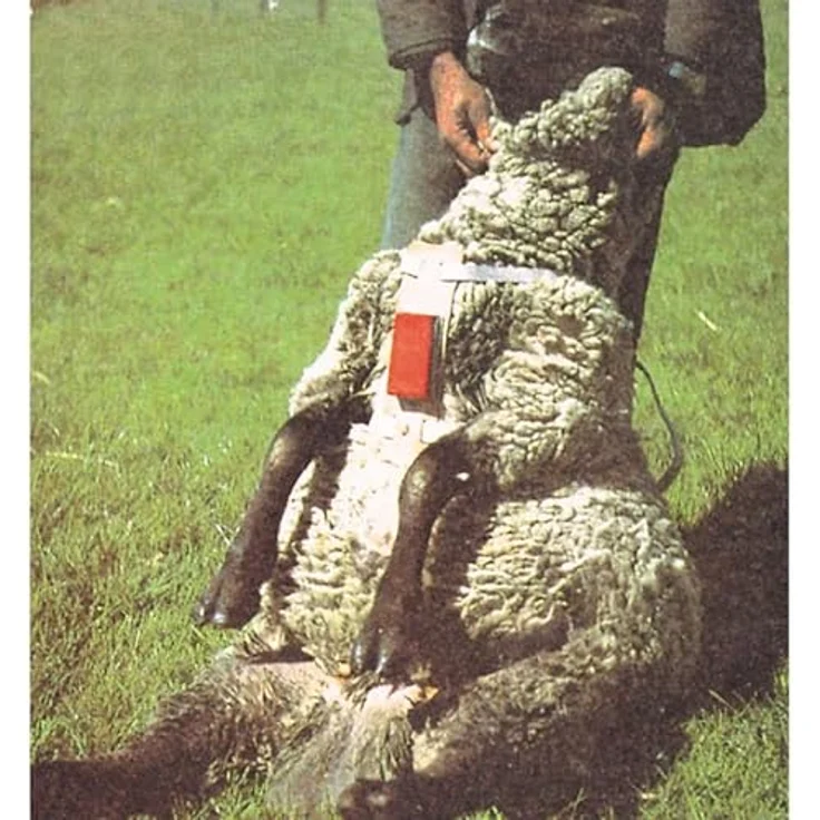 Kerbl Deckgeschirr für Schafe - Preisvergleich – Bild 2