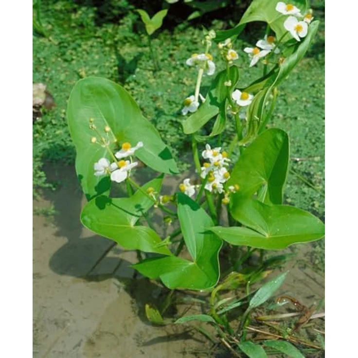 PlantaPro Sagittaria sagittifolia ssp. sagittifolia, Winterharte Wasserpflanze im 9x9 cm Topf – Pflegeleichtes Pfeilkraut für Teichrand & Flachwasser – Bild 5