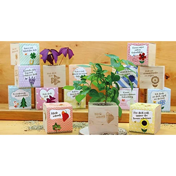 Feel Green Celebrations Ecocube, Anzuchtset mit Sonnenblumen Bio Samen, Holzwürfel mit Lasergravur «Für Dich Soll Immer Die Sonne Scheinen», nachhaltig, Made in Austria, Green – Bild 3