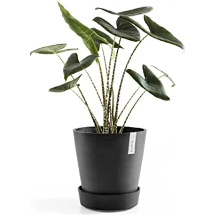 Ecopots Amsterdam Blumentopf-Untersetzer mit Rollen, Ø 51 cm, dunkelgrau, mit integriertem Kupferring zur Mückenprävention – Bild 3