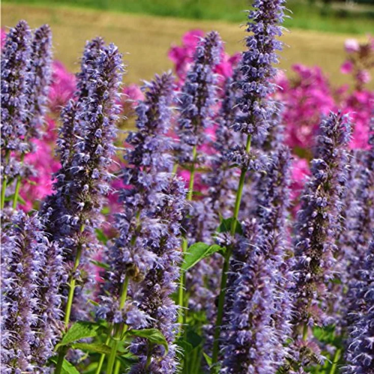 Blumixx Stauden Agastache Rugosa-Hybr. Blue Fortune - Duftnessel Standort sonnig Blütenfarbe violett – Bild 1