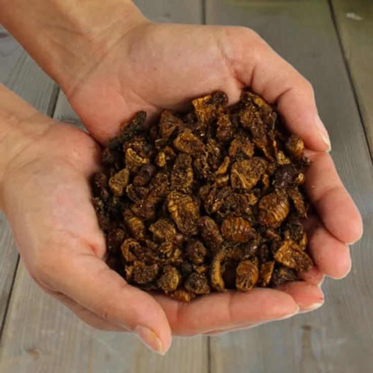 Lyra Pet® Seidenraupen 1 kg, getrocknet, reich an 70% Rohprotein, energiereich, für Vögel, Nager, Fische & Reptilien – Bild 5