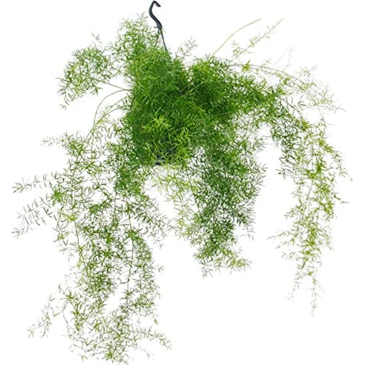 Exotenherz Zierspargel Asparagus Densiflorus Sprengeri, pflegeleichte Zimmerpflanze im 18 cm Ampeltopf, Gesamthöhe ca. 40 cm – Bild 2