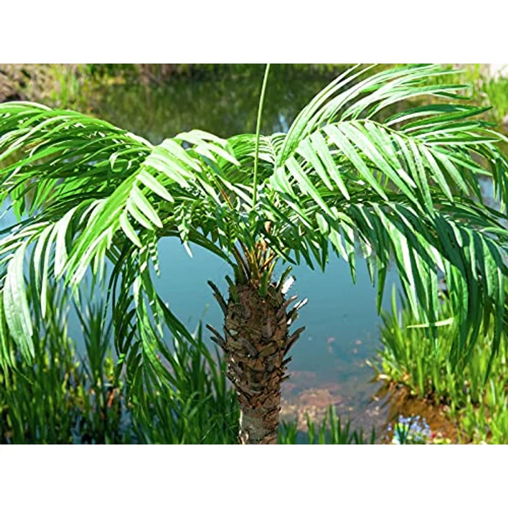Europalms Phönixpalme luxor, Kunstpflanze, 150 cm, grün – Bild 9