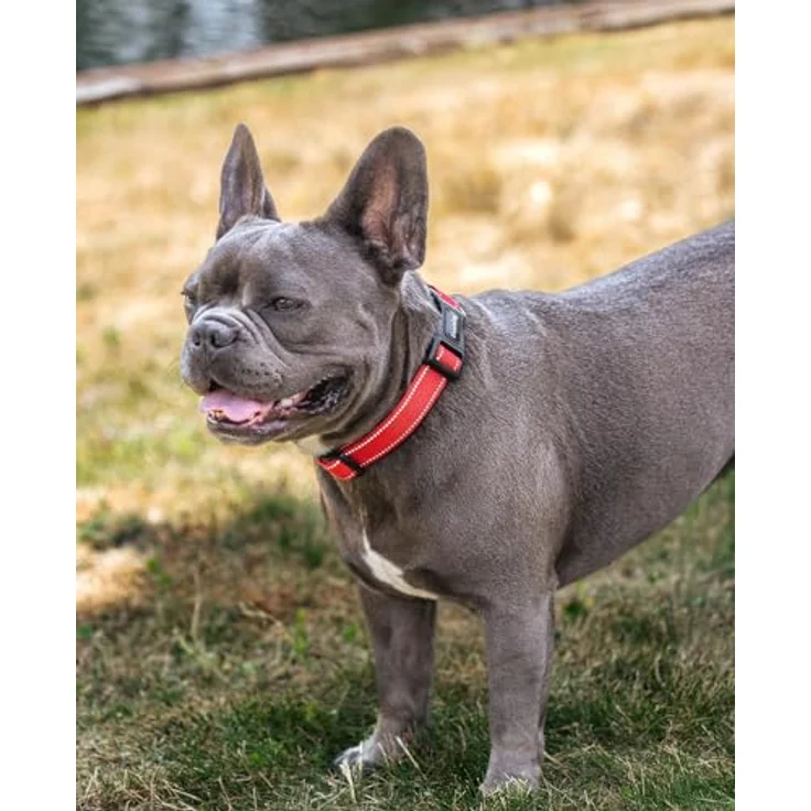 lionto Hundehalsband M, strapazierfähiges Nylon mit weicher Neoprenpolsterung, 360° reflektierend, stufenlos verstellbar, Klickverschluss, rot – Bild 2