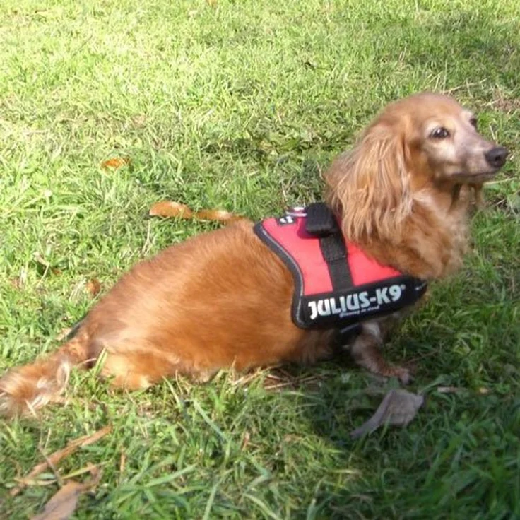Julius-K9® Powergeschirr Gr. 0 bis XXL schwarz Gr. 2 (L-XL) – Bild 3