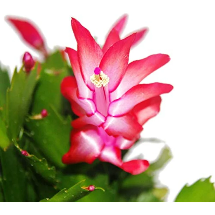 Exotenherz Weihnachtskaktus Schlumbergera Set, 3 Pflanzen in rot, rosa und weiß, 10,5 cm Topfgröße – Bild 3