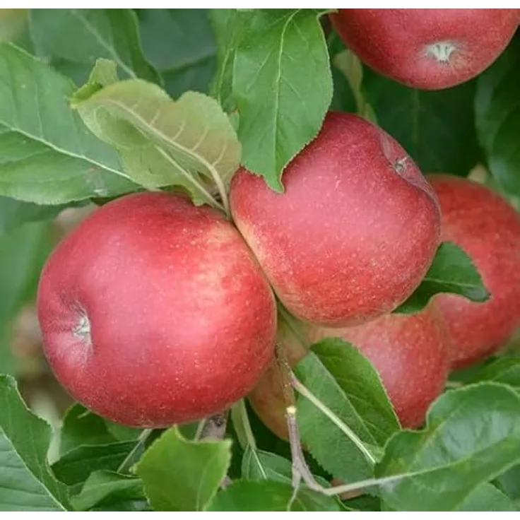 Apfel Santana Busch, im 10L-Container