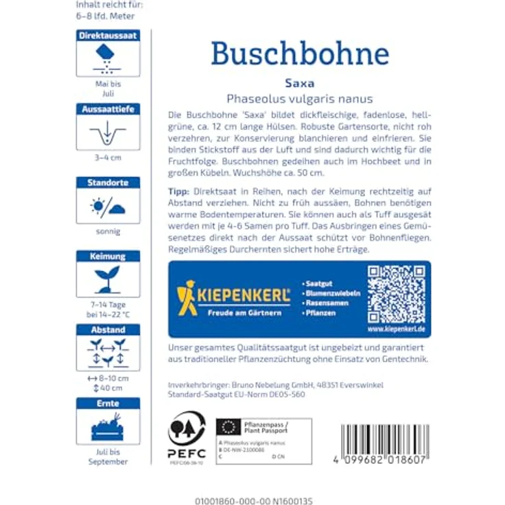 Kiepenkerl Buschbohne Saxa, ertragreiche grüne Bohne mit 12-13 cm langen Hülsen, für Gemüseteller und Einkochen – Bild 2
