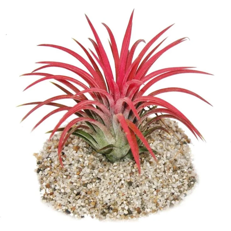 Exotenherz Tillandsia Ionantha Fire, Zimmerpflanze mit intensiver roter Farbe, 8-10 cm Höhe – Bild 1