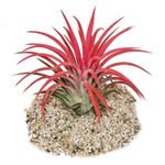 Exotenherz Tillandsia Ionantha Fire, Zimmerpflanze mit intensiver roter Farbe, 8-10 cm Höhe