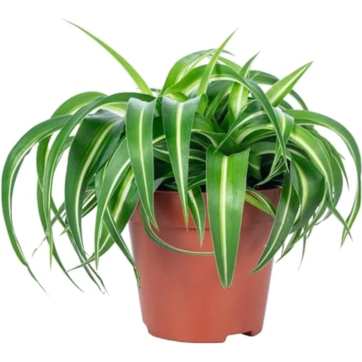 FLOWERBOX - Grünlilie Bonnie - Chlorophytum Comosum – Bild 2