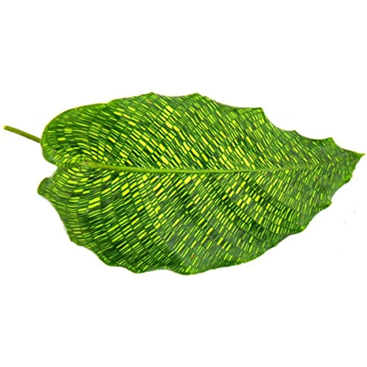 Exotenherz Calathea Musaica Network, Exklusive Schattenpflanze mit Extravagantem Blattmuster, 14cm Topf, ca. 40cm Hoch – Bild 2
