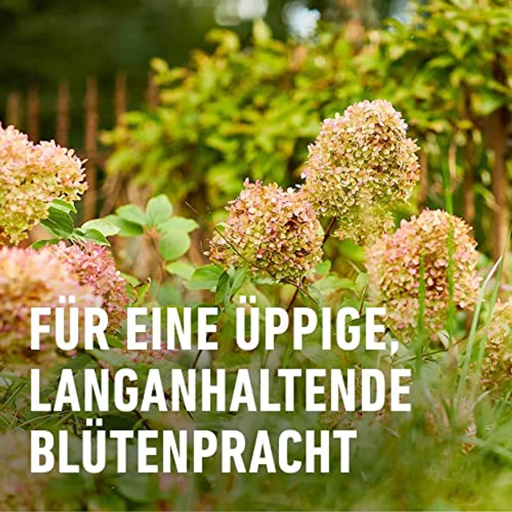 Compo Stauden Langzeit-Dünger neu, 2 kg – Bild 7