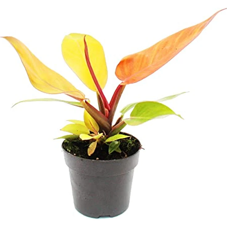 Exotenherz Philodendron Prince of Orange, Zimmerpflanze mit orangefarbenen Blättern im 12cm Topf, ca. 25-30cm hoch – Bild 2