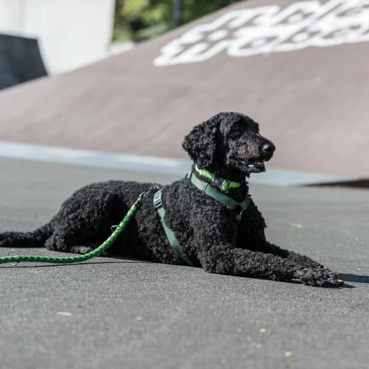 TRIXIE Hundeleine Cavo Leine S–M, 1,00 m ø 12 mm in waldgrün/apfel - kurze Führleine für den Hund mit guter Kontrolle - für kleine bis mittelgroße Hunde - 143419 – Bild 5