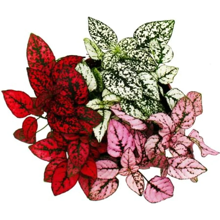 Exotenherz Hypoestes Phyllostachya, Dreifarbige Punktblume im 12cm Topf, pflegeleicht und farbenfrohe Zimmerpflanze – Bild 3