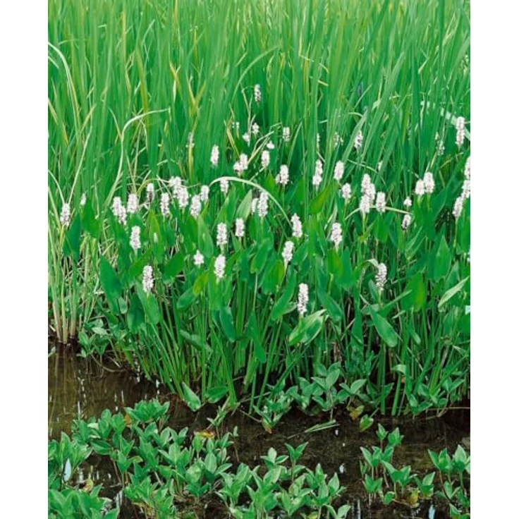 PlantaPro Pontederia cordata 'Alba', Winterhartes Hechtkraut für Teichrand und Uferzone, Pflegeleicht mit weißen Blüten, 9x9 cm Topf – Bild 2