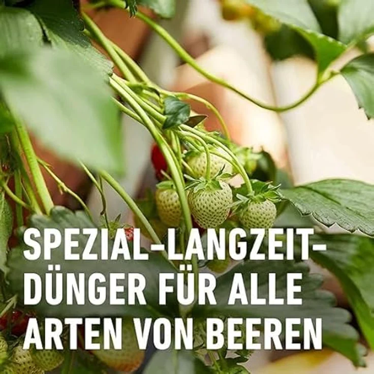 COMPO Beeren Langzeit-Dünger für Beeren, Obst und Feingemüse, umweltschonende Rezeptur, 6 Monate Langzeitwirkung, 2 kg, für 45 m² – Bild 4