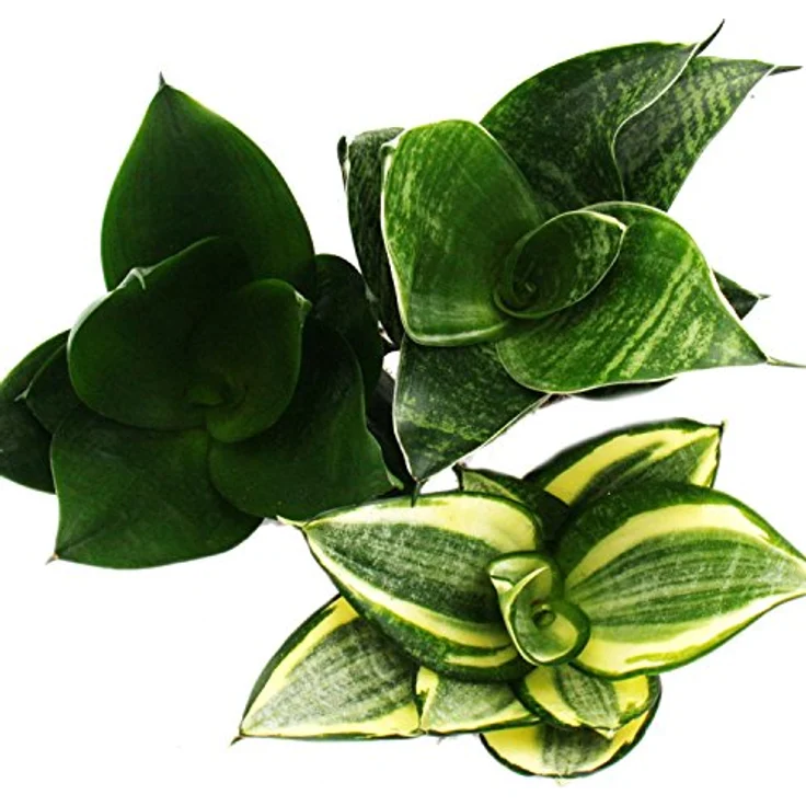 Exotenherz Sansevieria Trifaciata Hahnii, Set aus 3 Bogenhanf Pflanzen im 5,5cm Topf, pflegeleicht und dekorativ – Bild 2