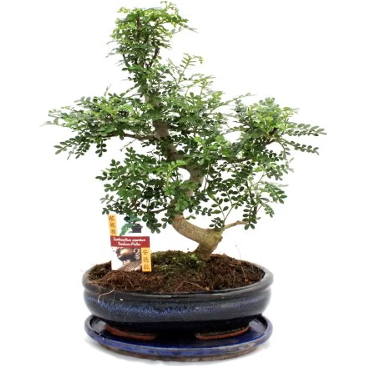 Exotenherz Bonsai Szechuan-Pfeffer Zanthoxylum Piperitum, 12-15 Jahre alt, ca. 45-50 cm hoch mit Pflanzschale 28 x 18 cm – Bild 2