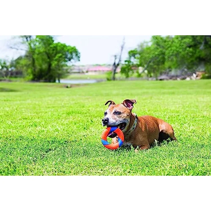Chuckit! Quietschender Gummiring für Hunde mit Quietschfunktion, Zick-Zack- und Hopfenspiel, interaktives Apportieren – Bild 5