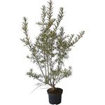 Sanddorn Pollmix im 3,5L-Container