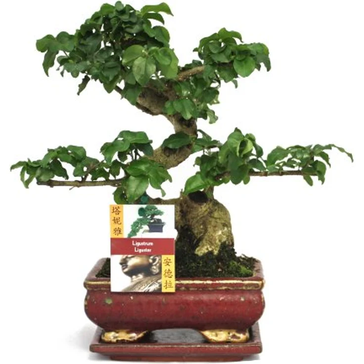 Exotenherz Bonsai Chinesischer Liguster Ligustrum Sinensis, ca. 6 Jahre mit Giessanzeige, Gesamthöhe 22 cm – Bild 2