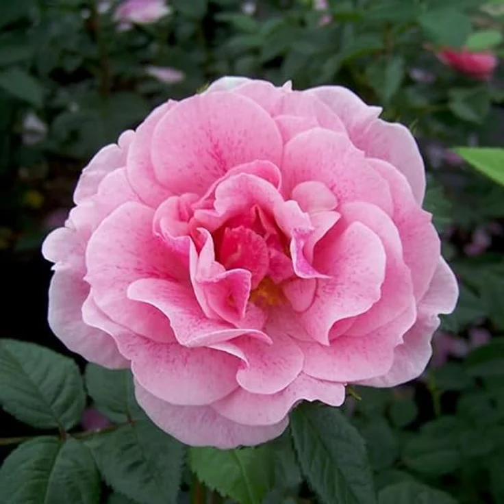 Kletterrose Camelot – Bild 2