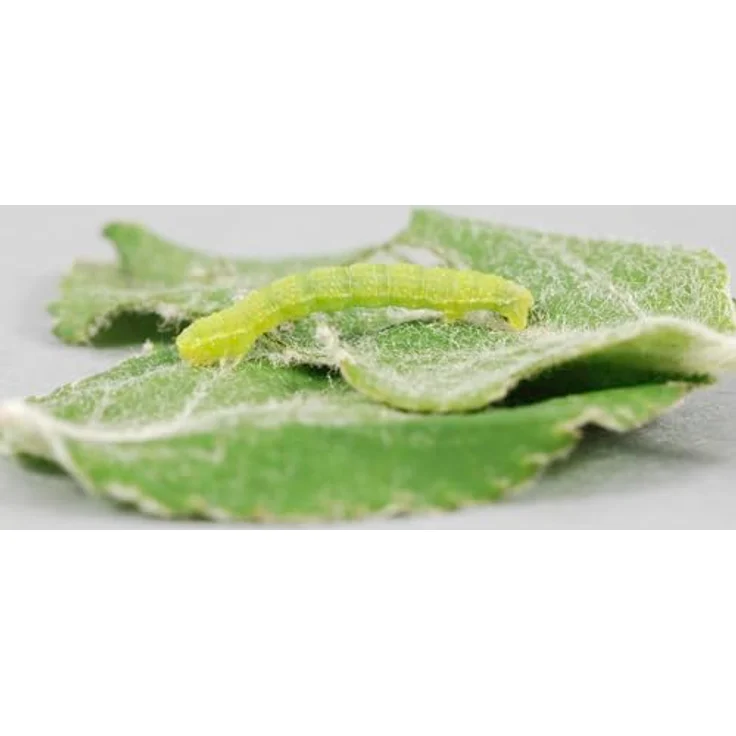 Schacht Raupenleim Grün 1kg Eimer – Bild 2
