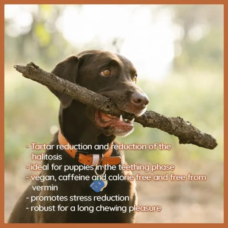 Wildfang® Kaffeeholz Hunde - Robustes Kauholz für Hunde & Welpen, Langlebige Kauwurzel für Hunde, 100% natürliches Kaffeeholz, Splitterarm - XXS für kleine Hunde bis 5 kg – Bild 2
