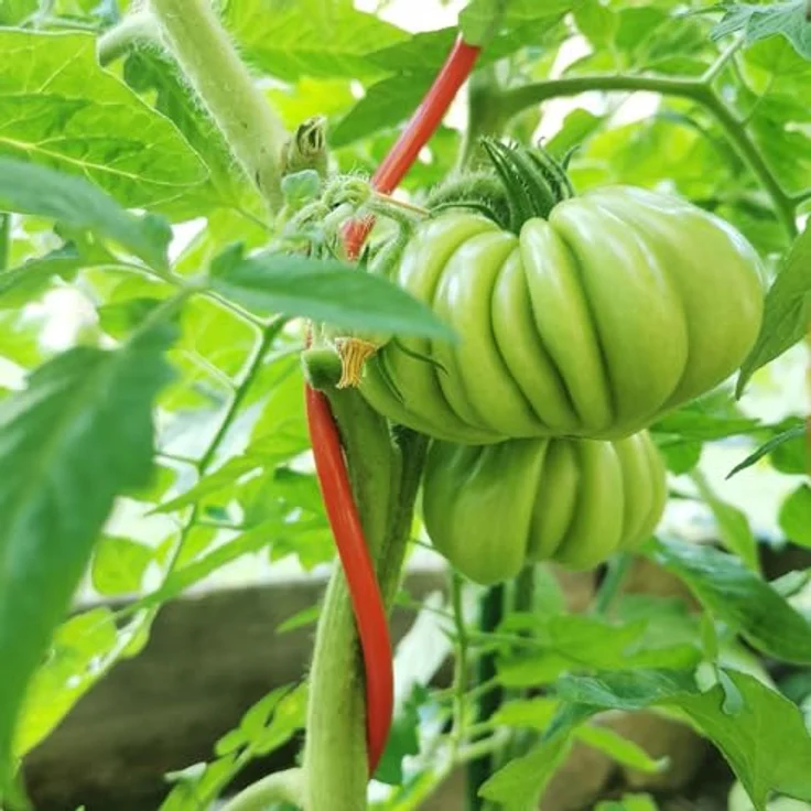 Bellissa Tomatenspirale, Rankhilfe 110 cm Ø 5 mm, rot beschichtet, langlebig und stabil – Bild 2
