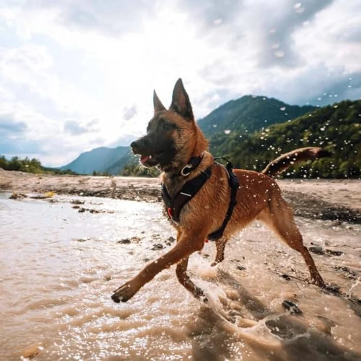 Non-stop dogwear Rock Harness |130| Atmungsaktives, verstellbares Führ- und Alltagsgeschirr, Größe:S – Bild 2